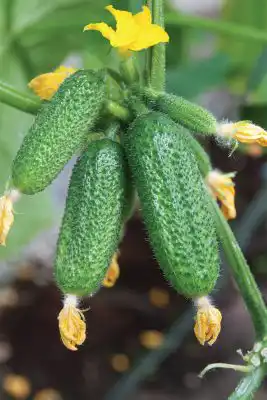 Огурцы «Атос F1»