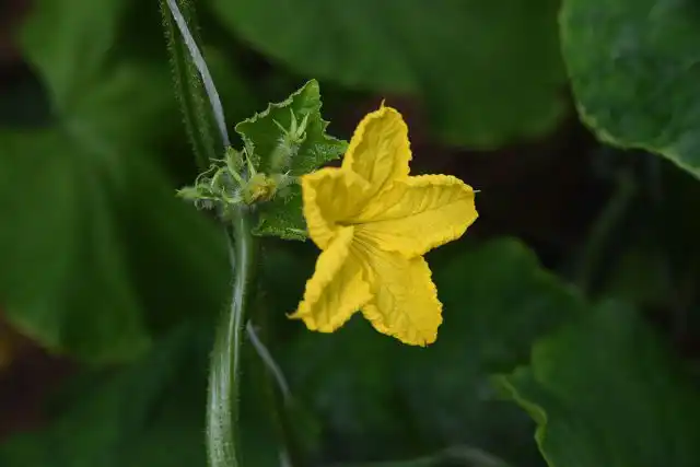 Цветущий огурец