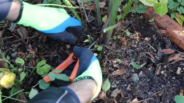 Когда проводится осенняя обрезка?