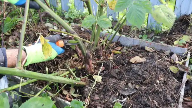 Обрезка ежевики: порядок проведения