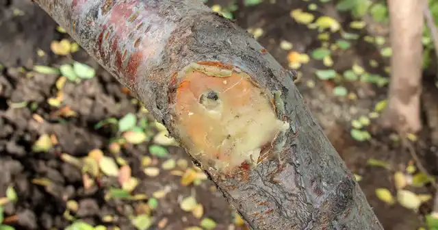 Срез, обработанный садовым варом