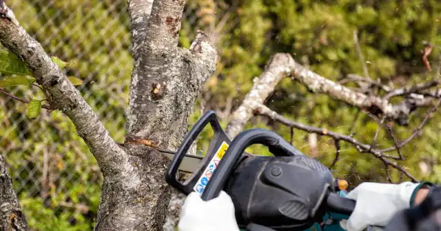 Процедура обрезки должна проводиться с учетом продуманного плана