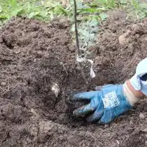 Извлеките саженец из контейнера и расположите растение по центру посадочной ямы