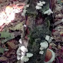 Щелелистник обыкновенный (Schizophyllum commune)