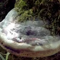 Настоящий трутовик (Fomes fomentarius)