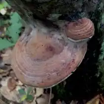 Трутовик плоский (Ganoderma applanatum)