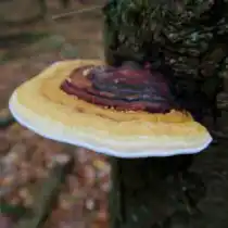 Окаймлённый трутовик (Fomitopsis pinicola) 