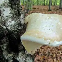 Берёзовая губка (Piptoporus betulinus)