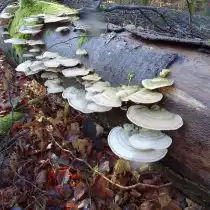Губка жёстковолосистая, или Трутовик жёстковолосистый (Trametes hirsuta)