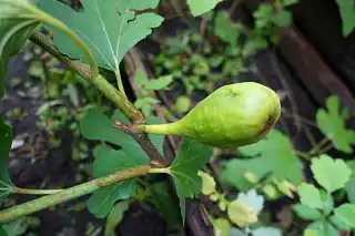 Инжир «Далматский» в технической спелости