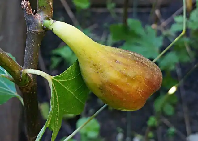 Инжир «Далматский» готов к сбору в середине лета