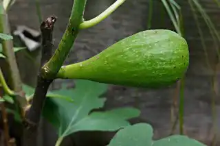 Инжир «Брунсвик» в технической спелости