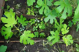 Заглубленные грядки для инжира глубиной 40 сантиметров и шириной 30 сантиметров