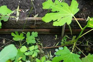 Стенки грядки мы выложили старыми досками и зафиксировали арматурой