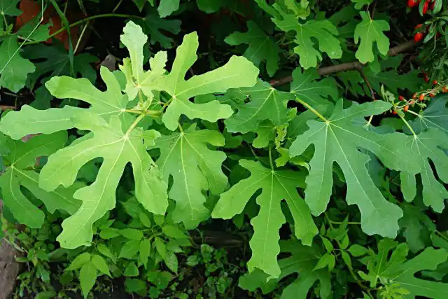 У инжира очень красивая и крупная листва, даже в средней полосе