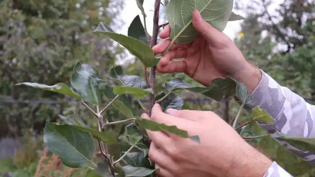 Какие виды растения существуют?