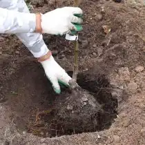 Пролейте посадочную яму и высадите саженец яблони