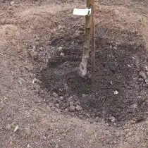 Засыпьте корневую часть землей