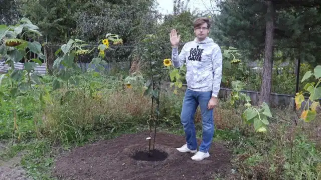 Колоноподібні яблуні: