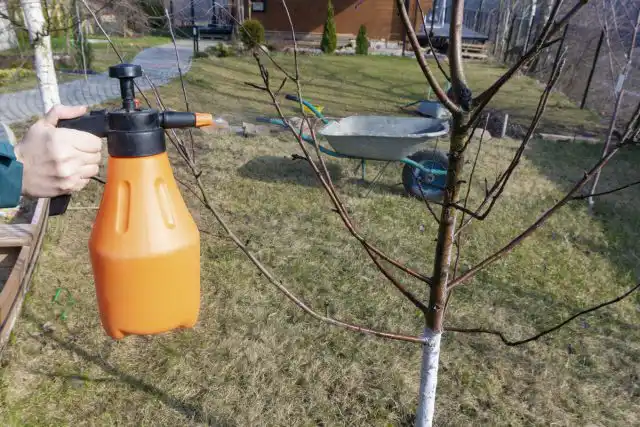 Защититься от образования сетчатости на плодах невозможно, но можно снизить интенсивность ее образования