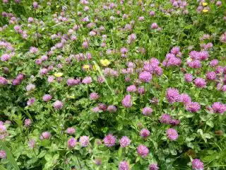 Красный клевер (Trifolium pratense)