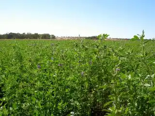 Люцерна посевная (Medicago sativa)