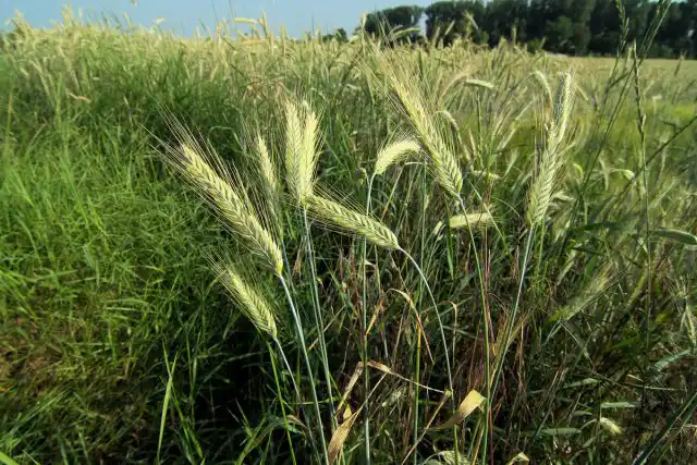 Рожь многолетняя (Secale cereale)