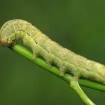 Капустная совка (Mamestra brassicae)