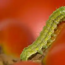 Хлопковая совка (Helicoverpa armigera)