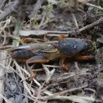 Медведка (Gryllotalpa gryllotalpa)