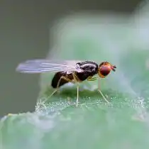 Морковная муха (Chamaepsila rosae)