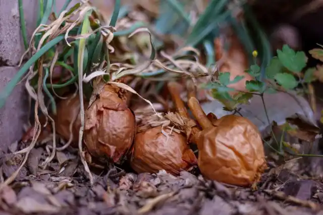 Подавляющее большинство вредителей терпеть не может подгнивший лук