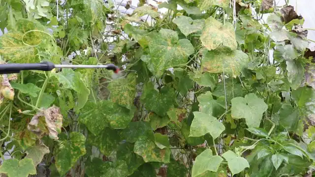 Шаг 1. Обработка ботвы