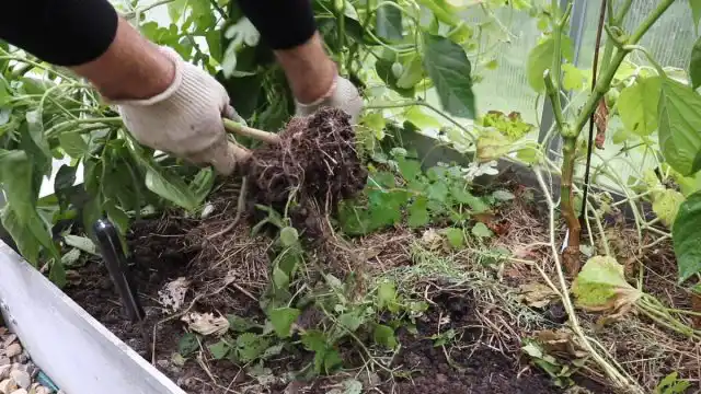 Шаг 2. Удаление растений и мусора