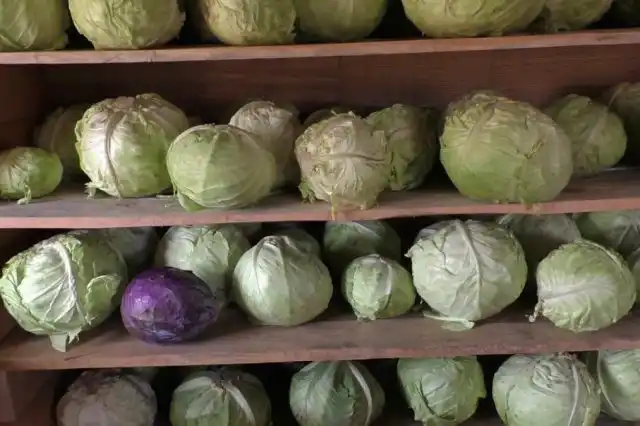 При хранении на полках капусту укладывают на расстоянии друг от друга так, чтобы кочаны не соприкасались