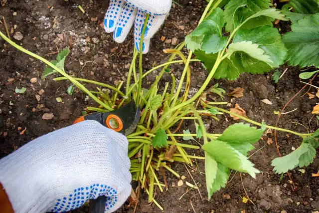 После сбора последних ягод растению дают время на «отдых», обрезают кусты, заботятся о почве и профилактике