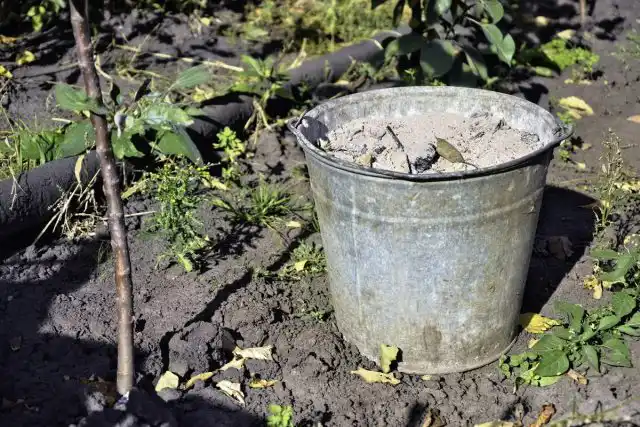 Главное осеннее удобрение для земляничных грядок — зола