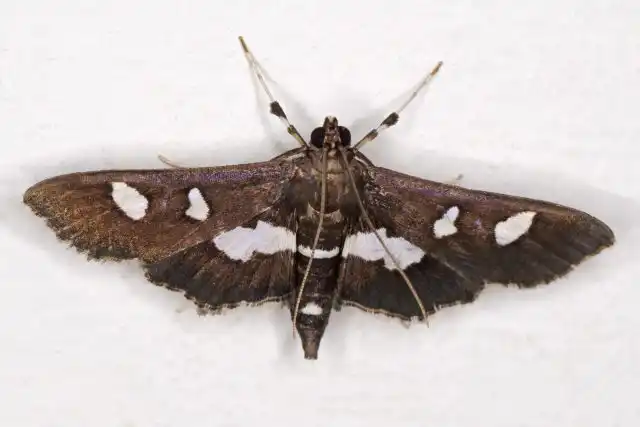 Гроздевая листовертка