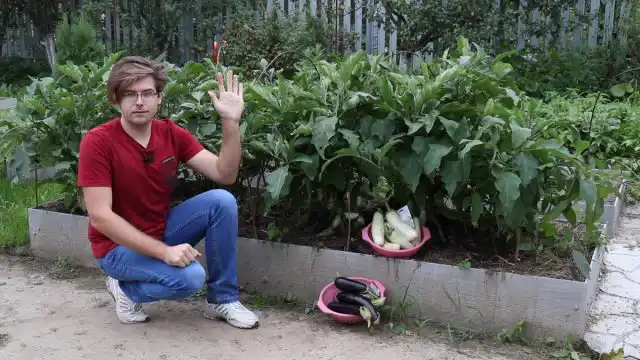 Огляд баклажанів з моєї грядки: