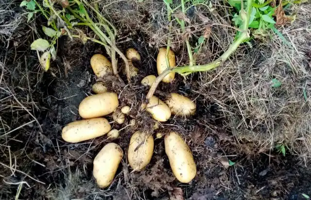 Крупные клубни выбираем, куст снова закидываем травой