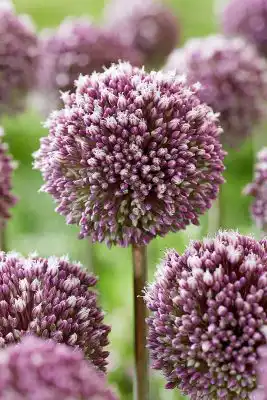 Декоративный лук аллиум «Саммер Драммер»