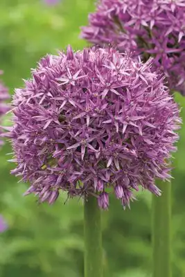 Декоративный лук аллиум «Пинбол Уизард»