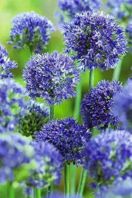 Декоративный лук аллииум «Голубой»