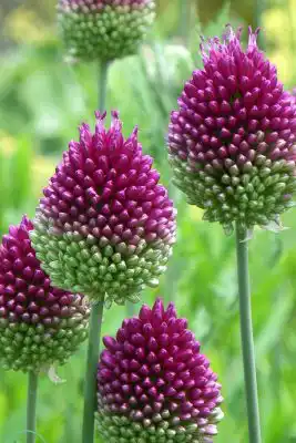 Декоративный лук аллииум «Круглоголовый»