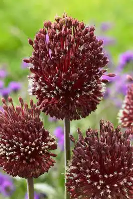 Декоративный лук аллииум «Ред Могикан»