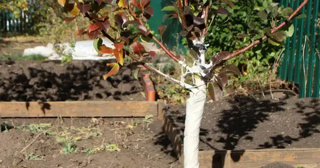 Осенняя посадка груш мало чем отличается от других видов плодовых культур, например, яблонь. Сроки и подготовка мест – это главное, на что нужно обратить внимание