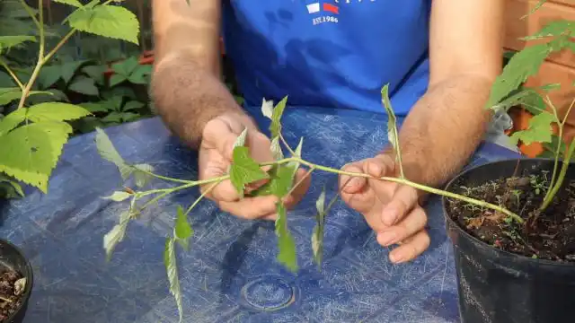 Саженцы с закрытой корневой системой можно пересаживать на постоянное место в любое время в течение теплого сезона