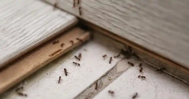 Муравьи с легкостью проникают в любые щели и трещины