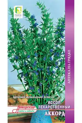 Иссоп лекарственный «Аккорд»