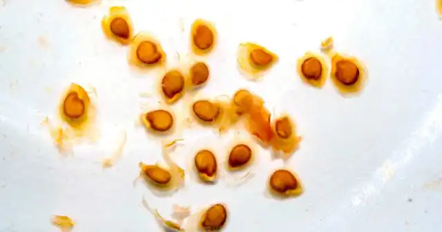 Осматриваем семена перед посадкой